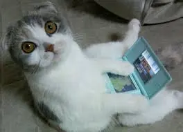 gatos