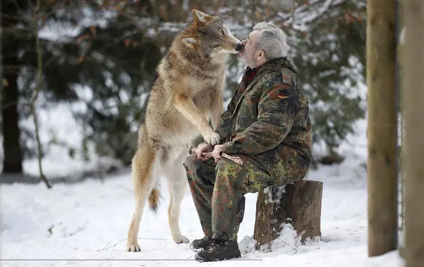 lobos lobos