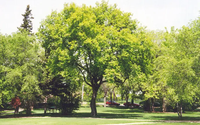 que arbol plantarY