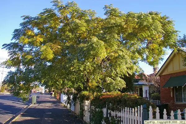 Vas a plantar un arbol en la vereda.? mira esto antes !