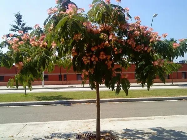 plantar arbol en vereda plantar arbol en vereda