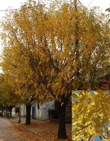 vereda