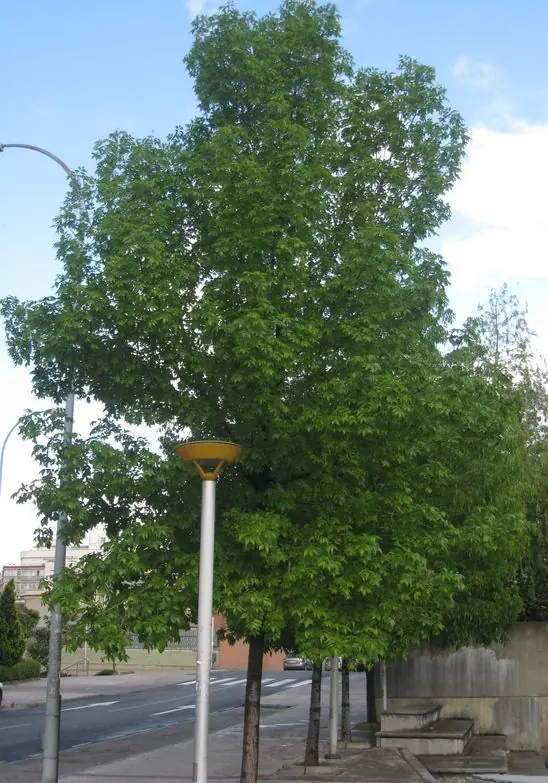 planta planta