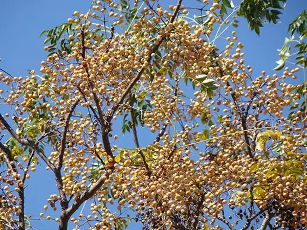 arbol