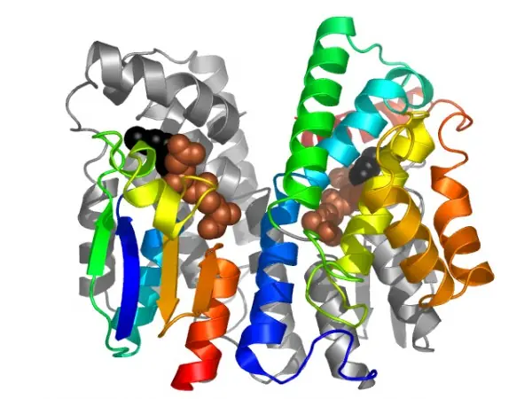 teorias