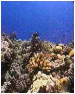 mar