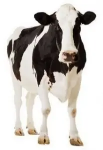 Poemas veganos