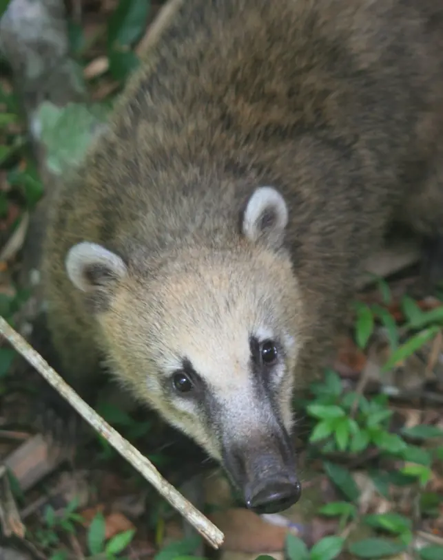coati