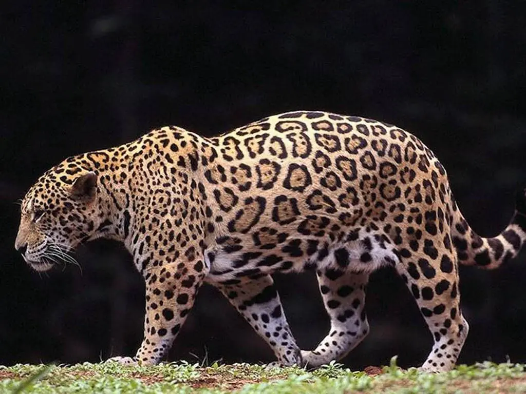 ñandu