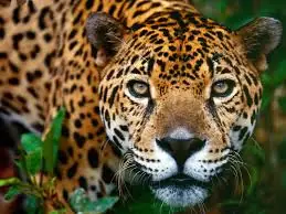 austral