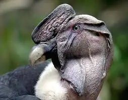Las mejores fotos de la Fauna Argentina