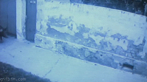 Recordá viejos tiempos, entrá lince