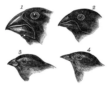evolucion