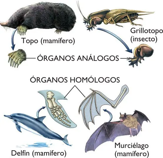tadinga informate