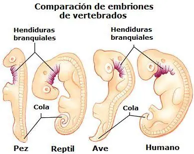 antes de seguir dogmas
