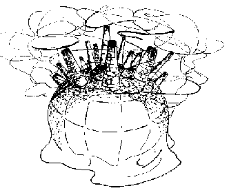 extincion
