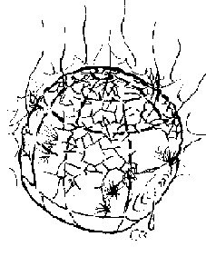 extincion