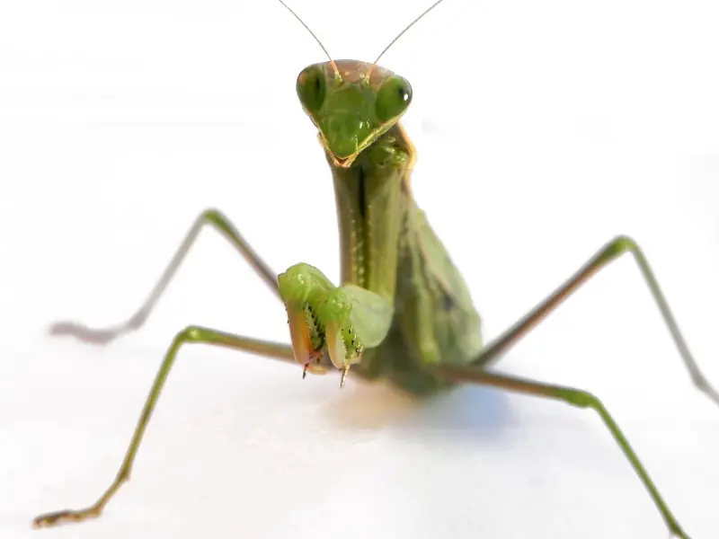 Cómo criar una Mantis Religiosa