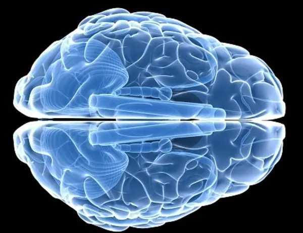 La deficiencia de vitamina E puede dañar el cerebro