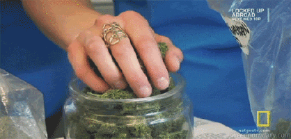 Feliz Dia Internacional de la Marihuana!!