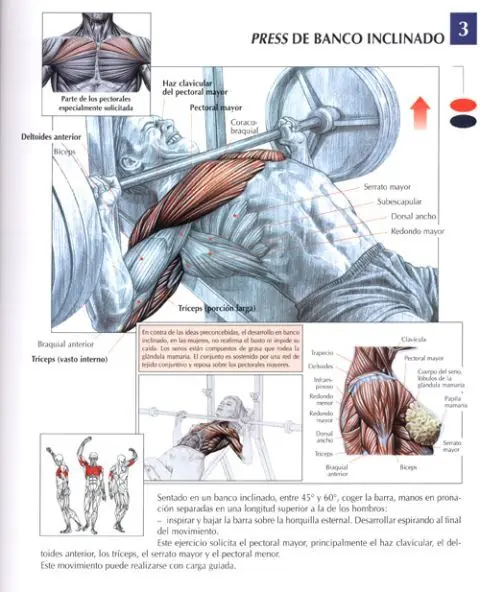 pectorales en el gym