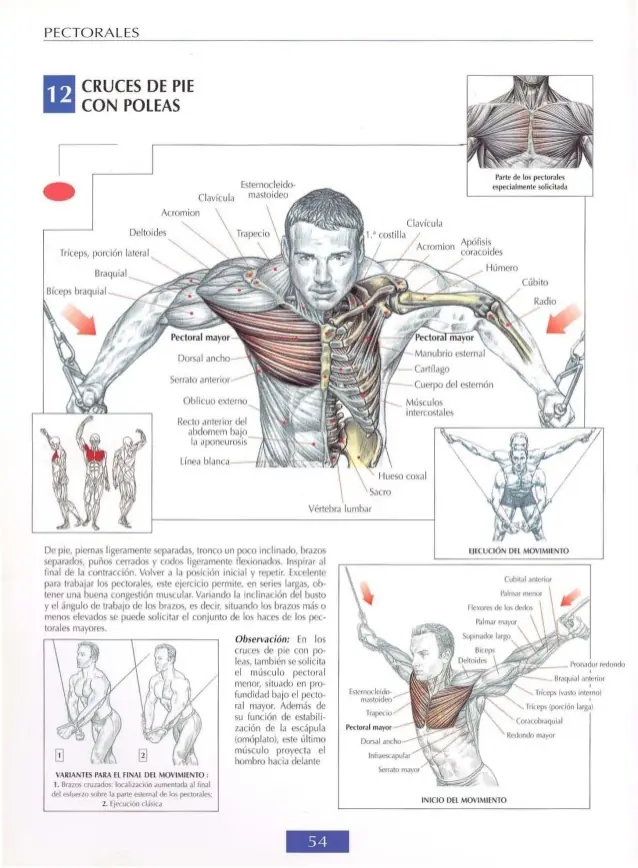 desarrollar pectorales