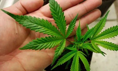 Feliz Dia Internacional de la Marihuana!!