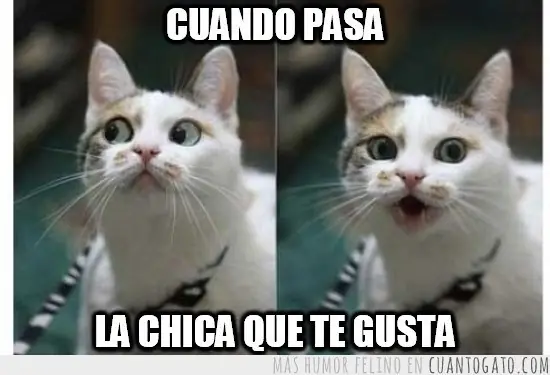 imagenes de gatos