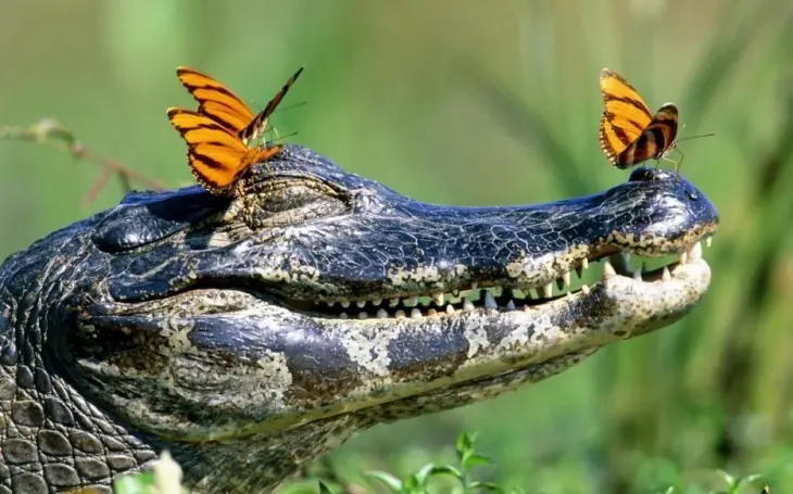 mundo animal