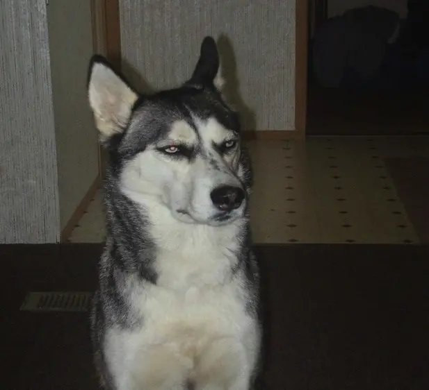 estomago