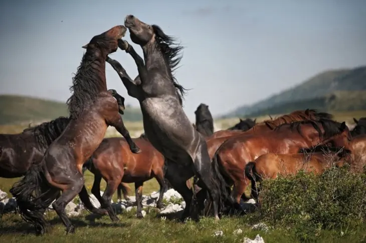 mundo animal