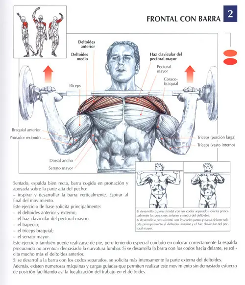 pectorales