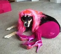 Mi virgohistoria con una perra.