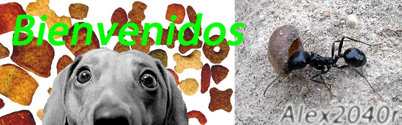 Negras cabezonas y culonas en mi casa