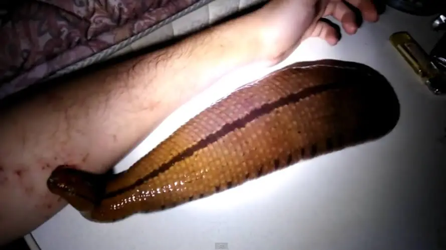 Sanguijuela se alimenta del brazo del dueño.