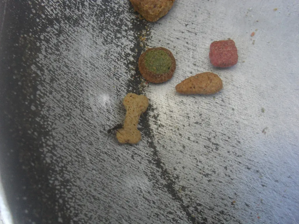 alimento