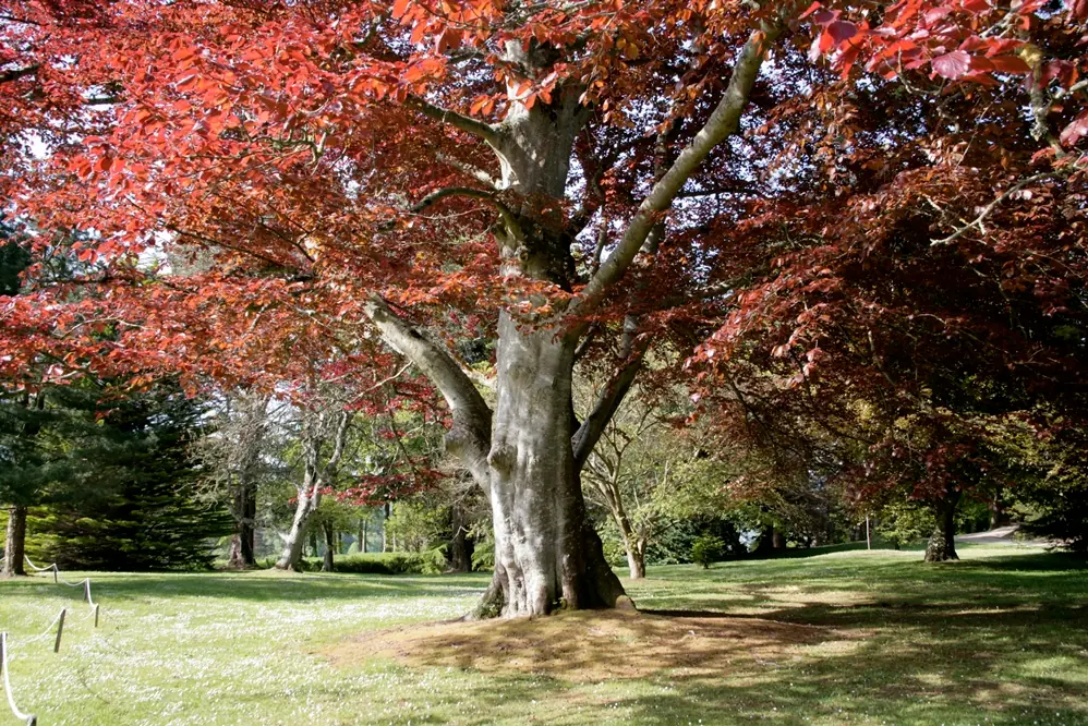 jardines