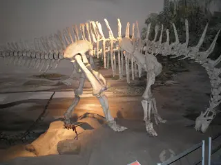paleontologico paleontologico