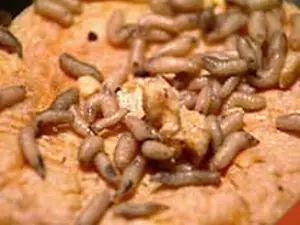 siete