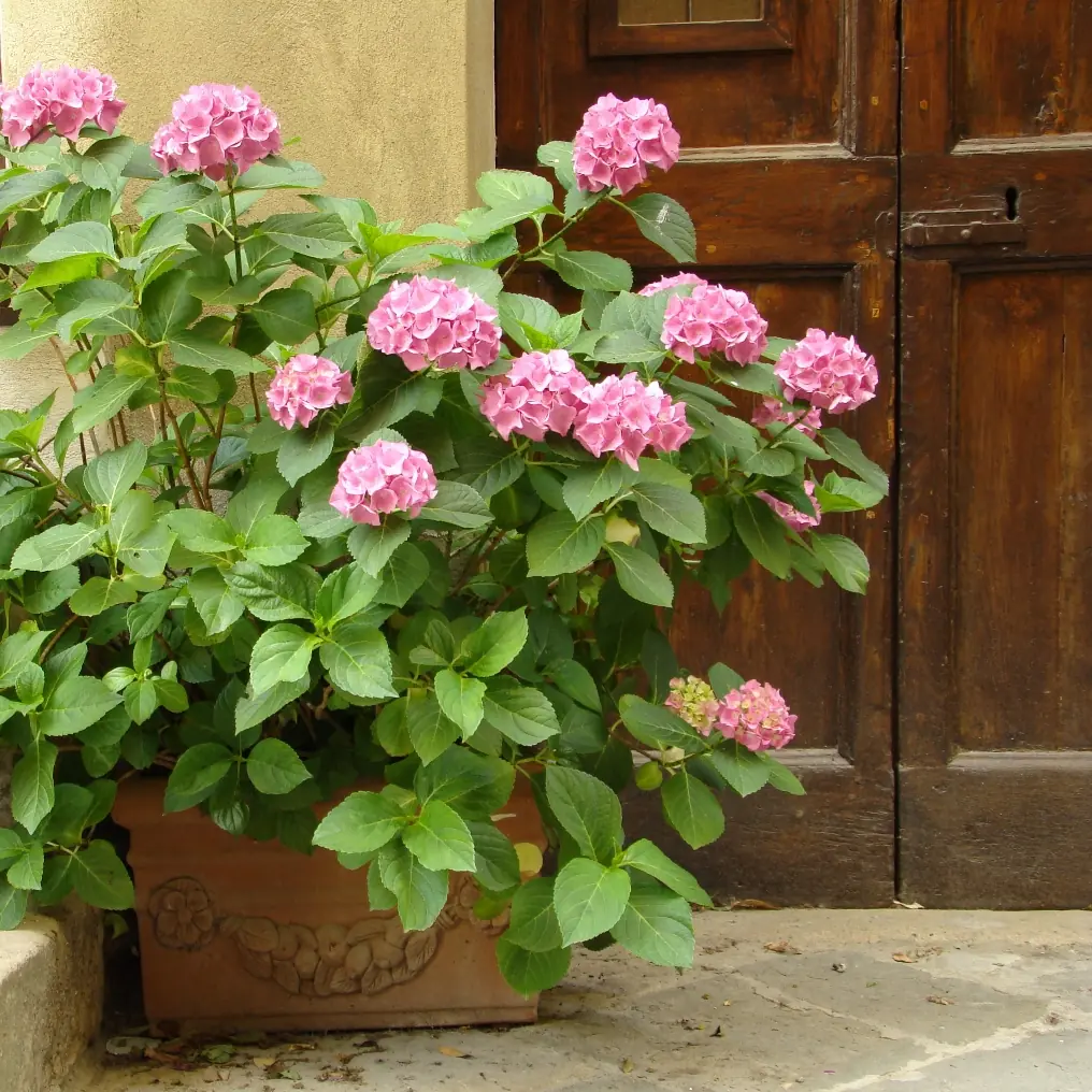 jardines