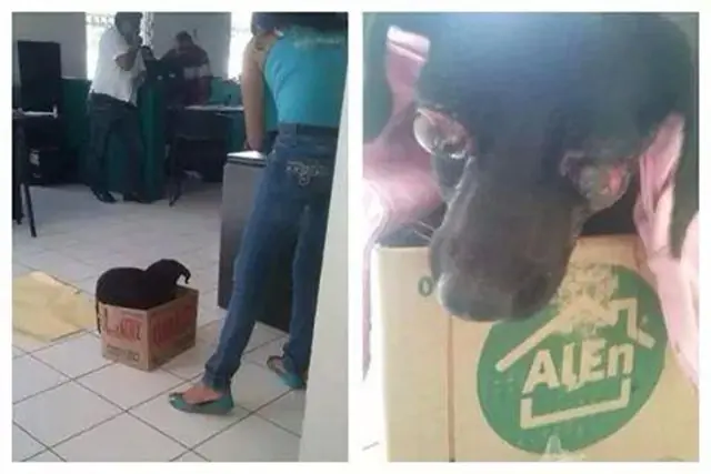 Violan y le sacan los ojos a un perro
