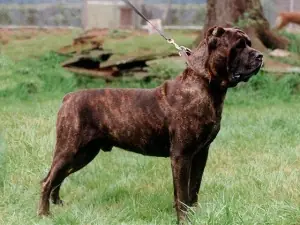 Perro Cane Corso