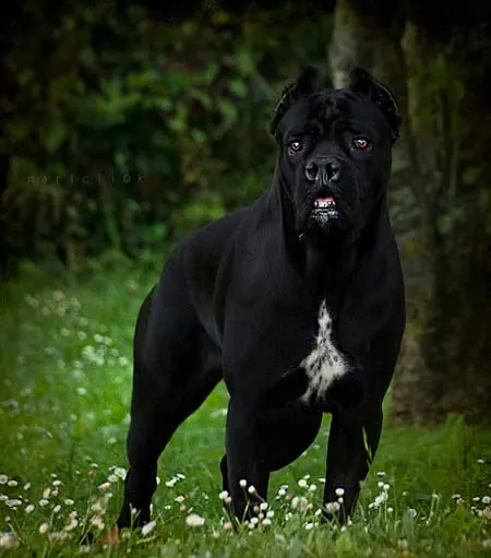 Cane