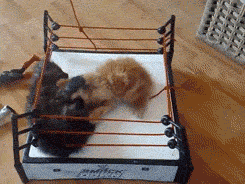Gifs