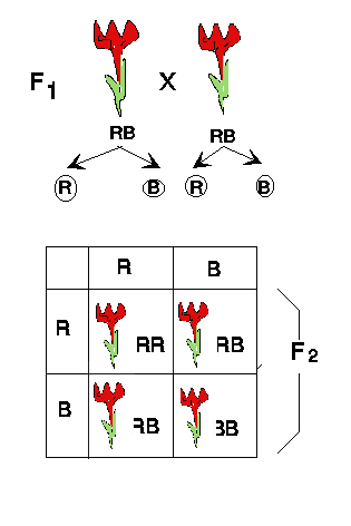 Como calcular información genética (Genotipo) Interesante!