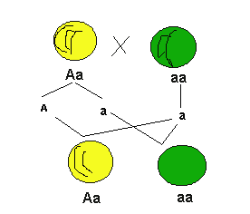 genes