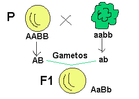 alelos