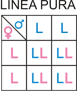 Como calcular información genética (Genotipo) Interesante!