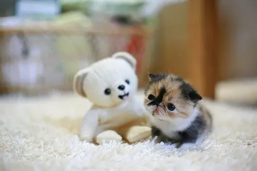 Curiosidades gatunas y fotos de mi lince