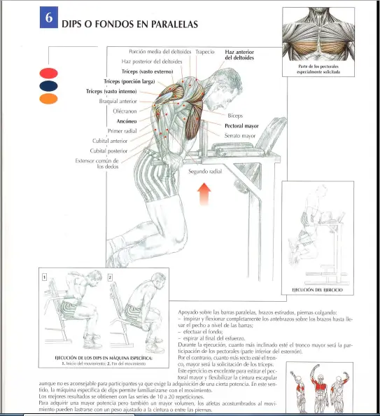 pectorales y trapecio